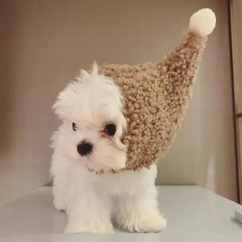 2025 new pet hat, teddy bear plush headband