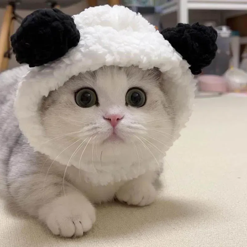 2025 new pet hat, teddy bear plush headband