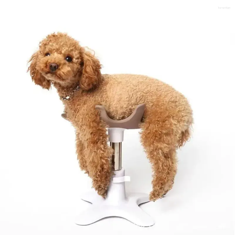 Dog Grooming Beauty Fixed Table