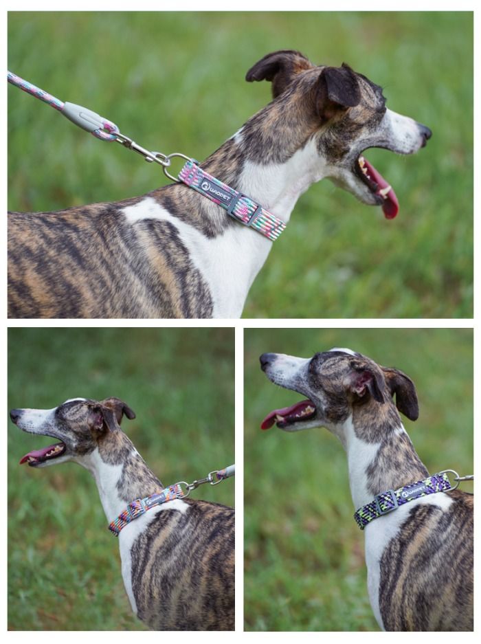 From durable leashes to elegant collars, choose the best accessories for your pet.