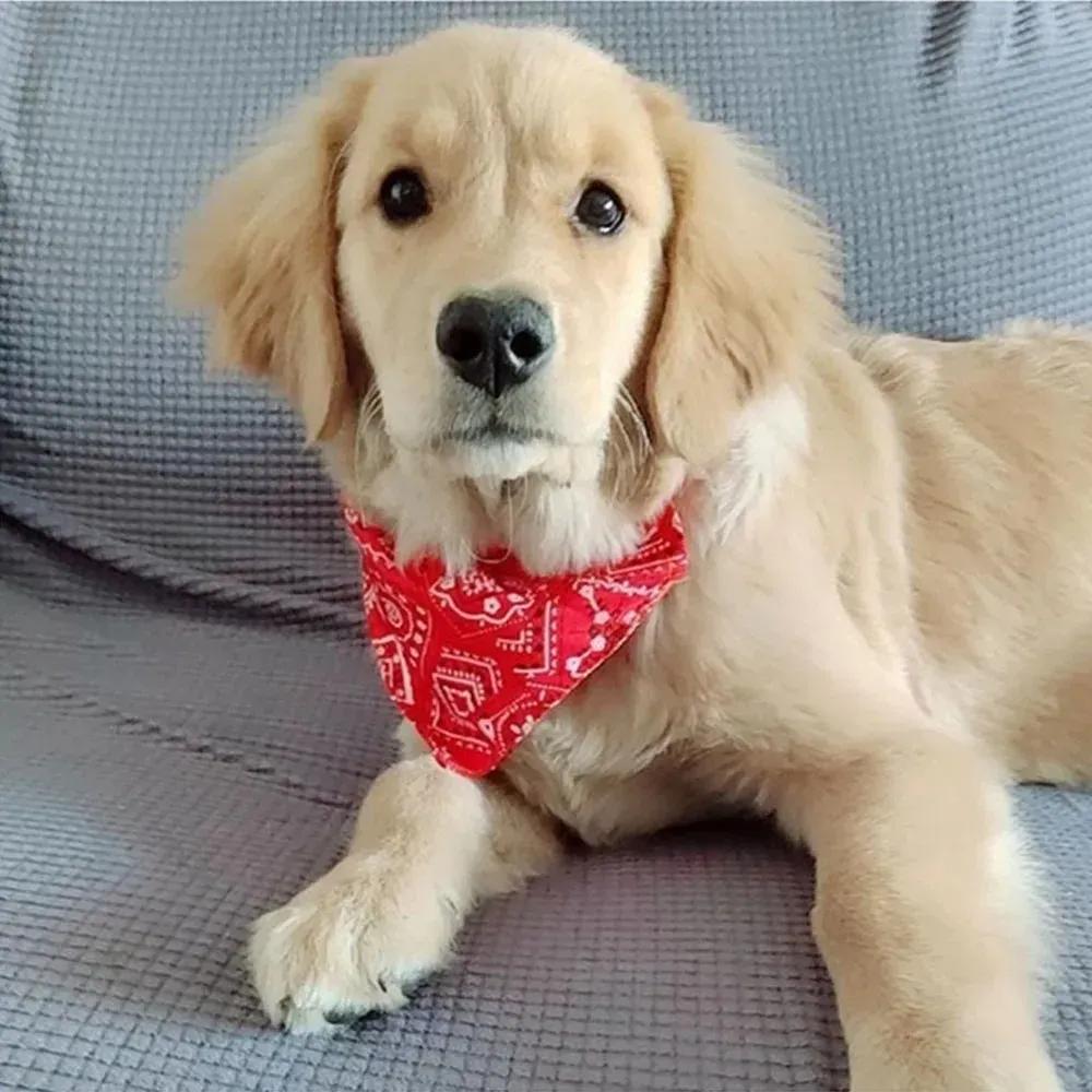 Dog Scarf
