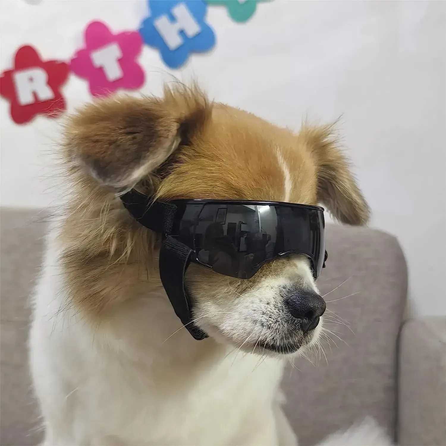 Dog Sunglasses Small Breed Dog Goggles