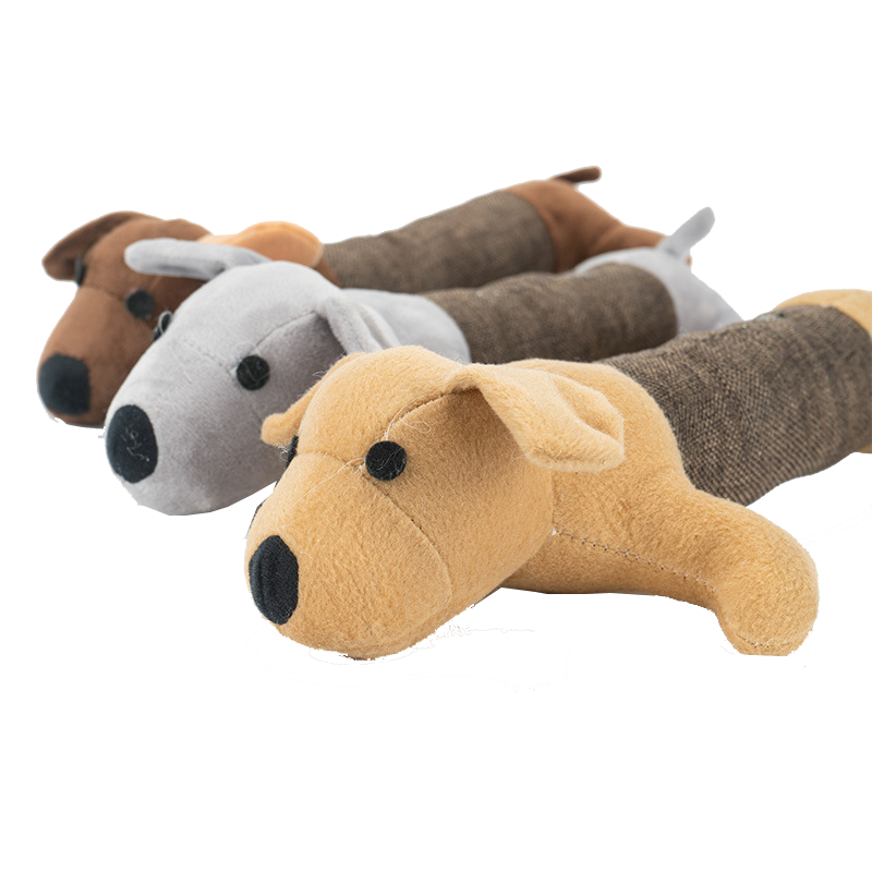 teddy puppy