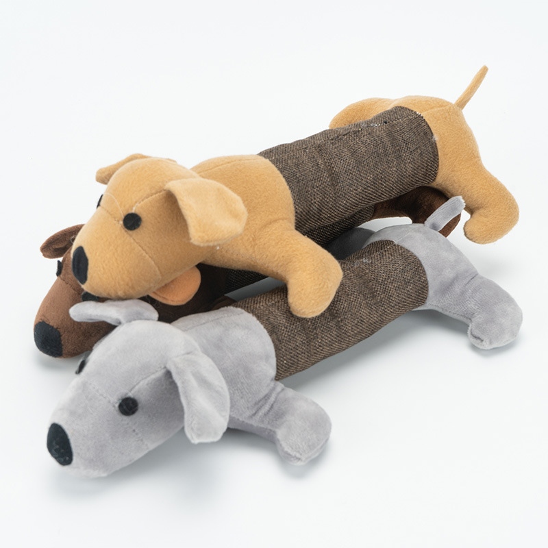 teddy puppy