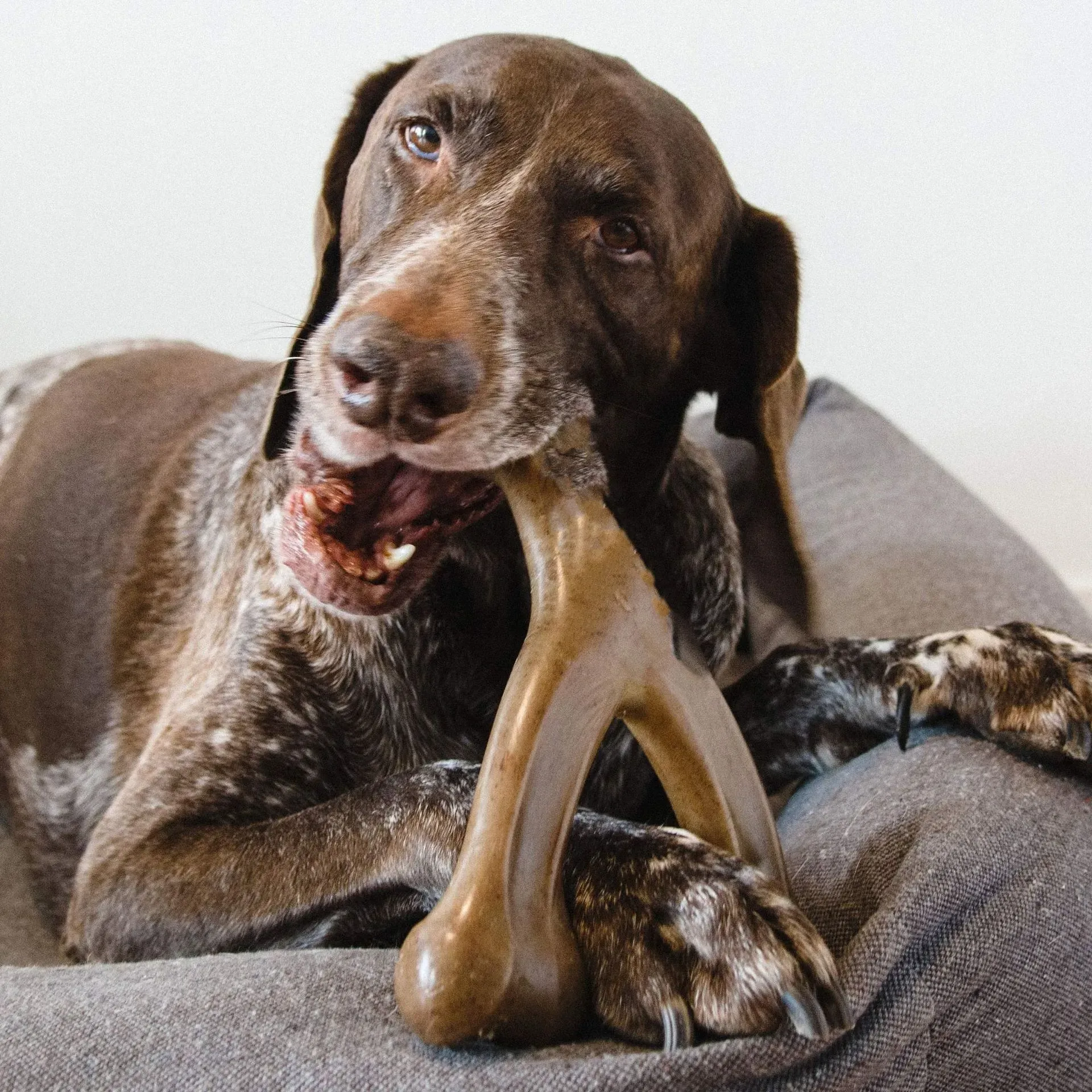 Durable Dog Chew Toy