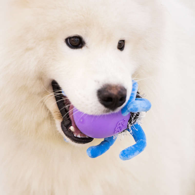 GiGwi dog toy eggshell simulation plush rubber toy bite resistant teeth pet toy vocalization