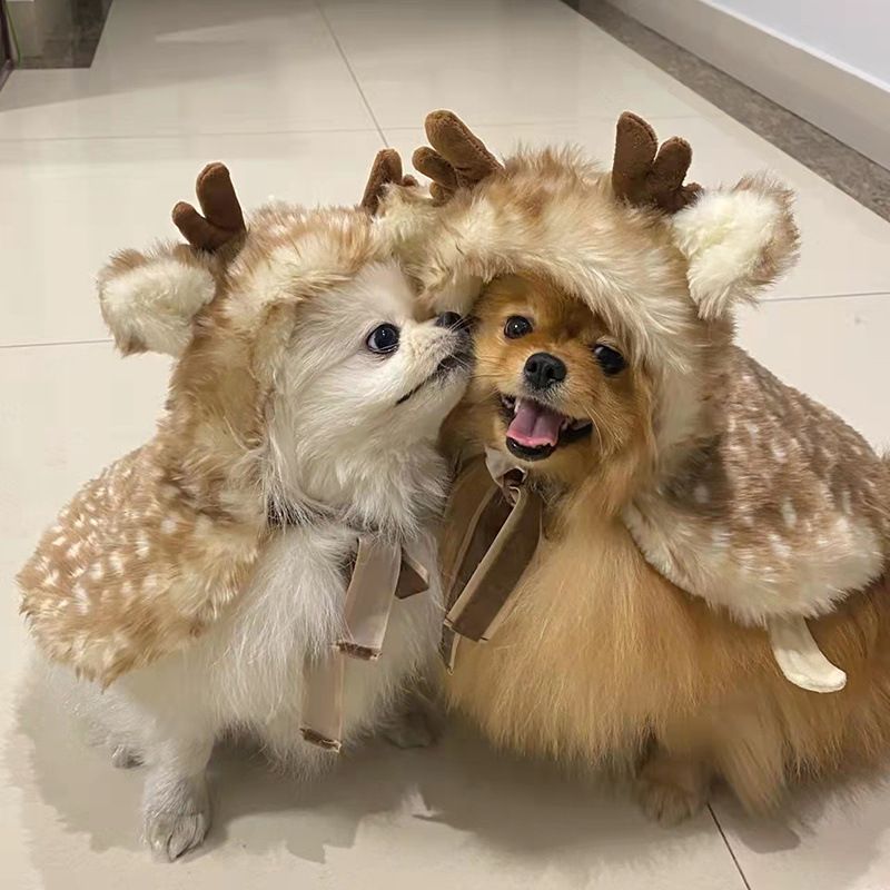 Pet Reindeer Cape
