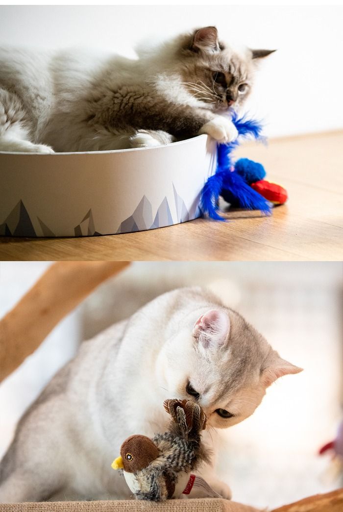 Keep your cat entertained with our Squeaky Bird Toy! Designed to mimic the sounds of prey, this interactive toy features a squeaky bird, mouse, and bee to engage your cat’s hunting instincts. Perfect for reducing boredom and providing hours of fun. Also suitable for dogs!