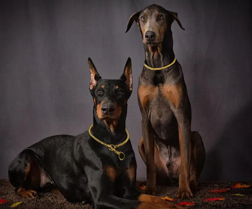 Strong Silver Gold Stainless Steel Slip Dog Collar