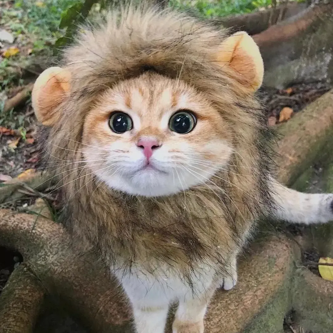 pet funny lion headwear
