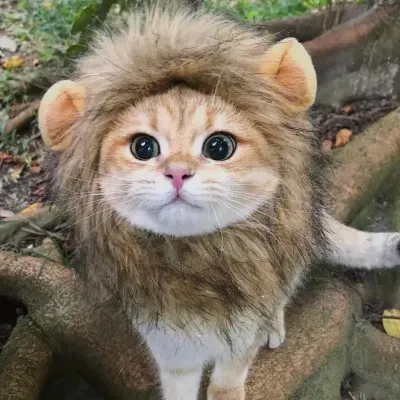 pet funny lion headwear