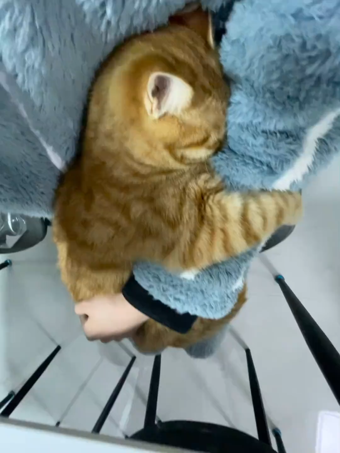 Who can withstand such a cute cat