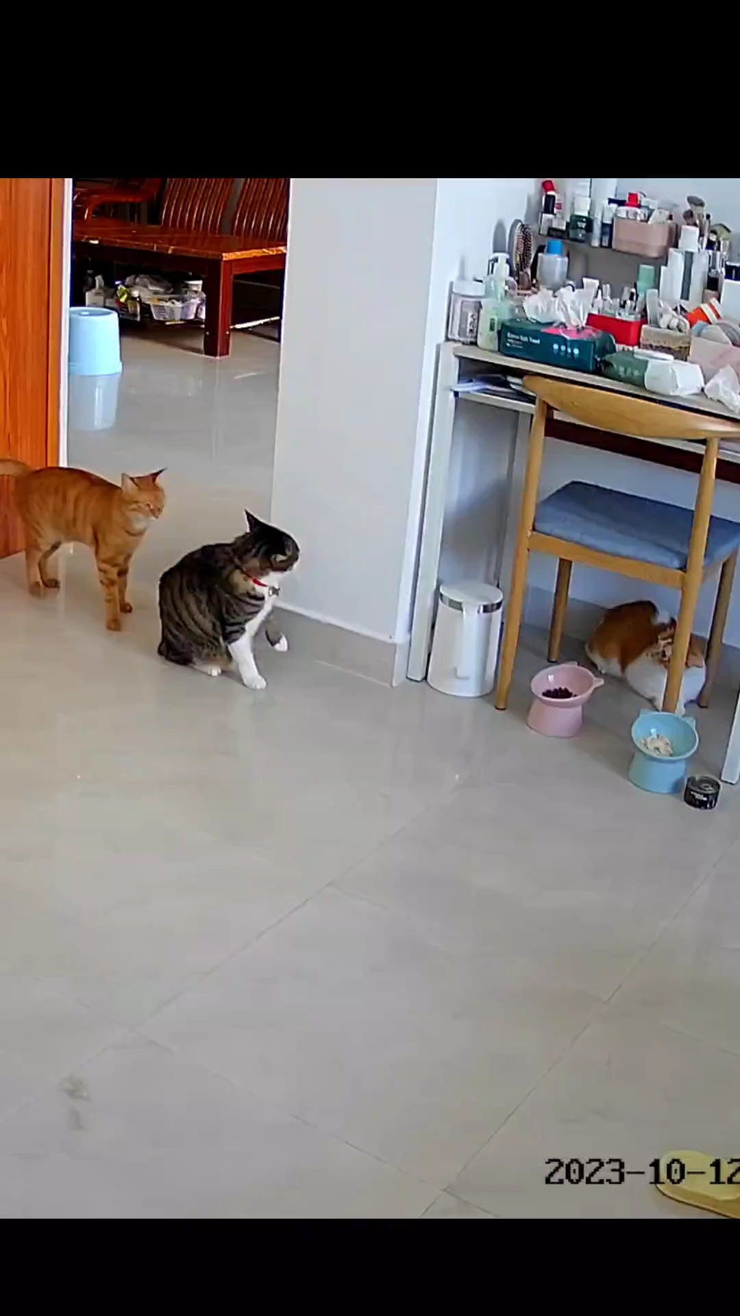 Cat Wars