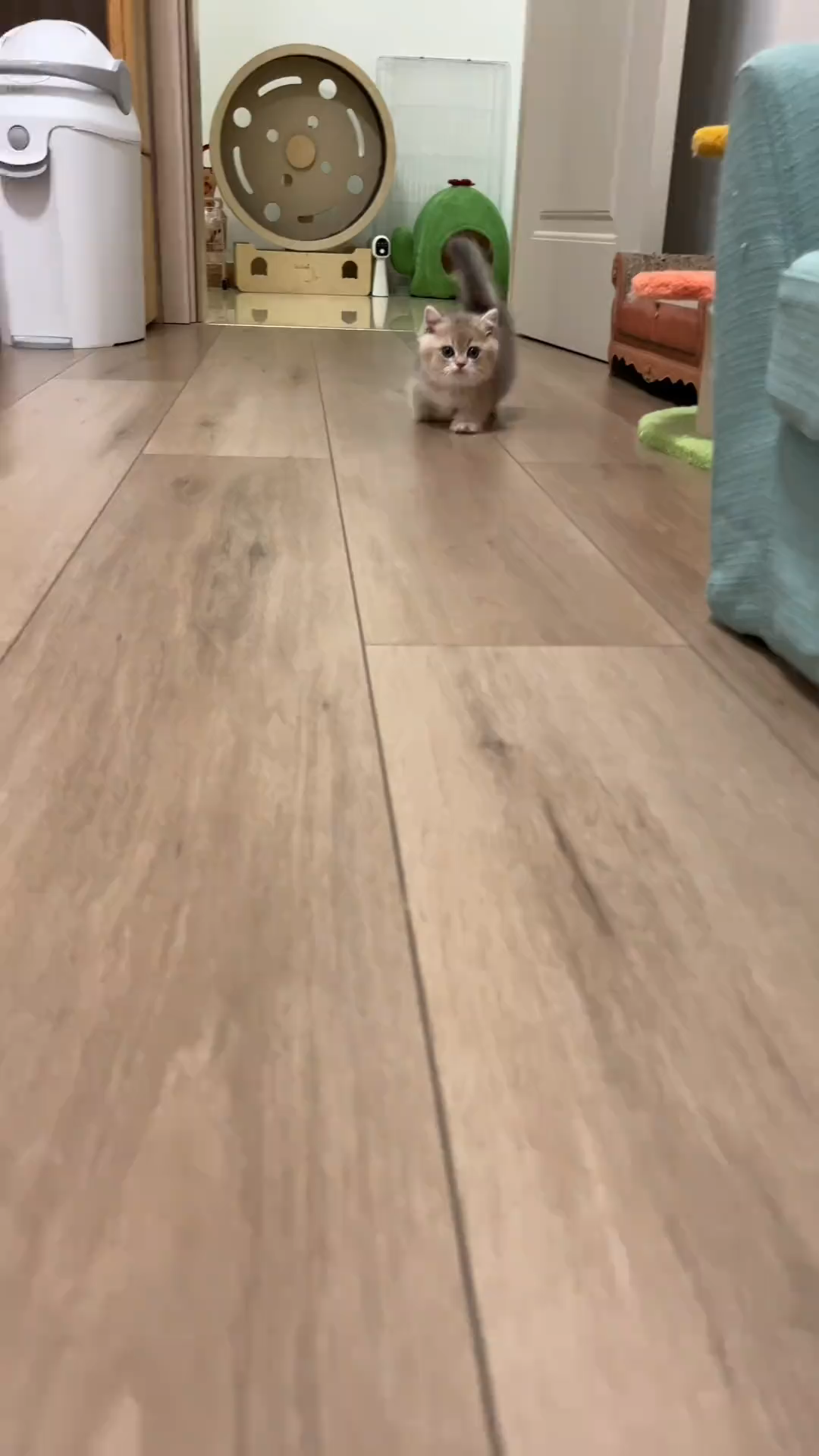 Cute silly kitten to share with the cutest person