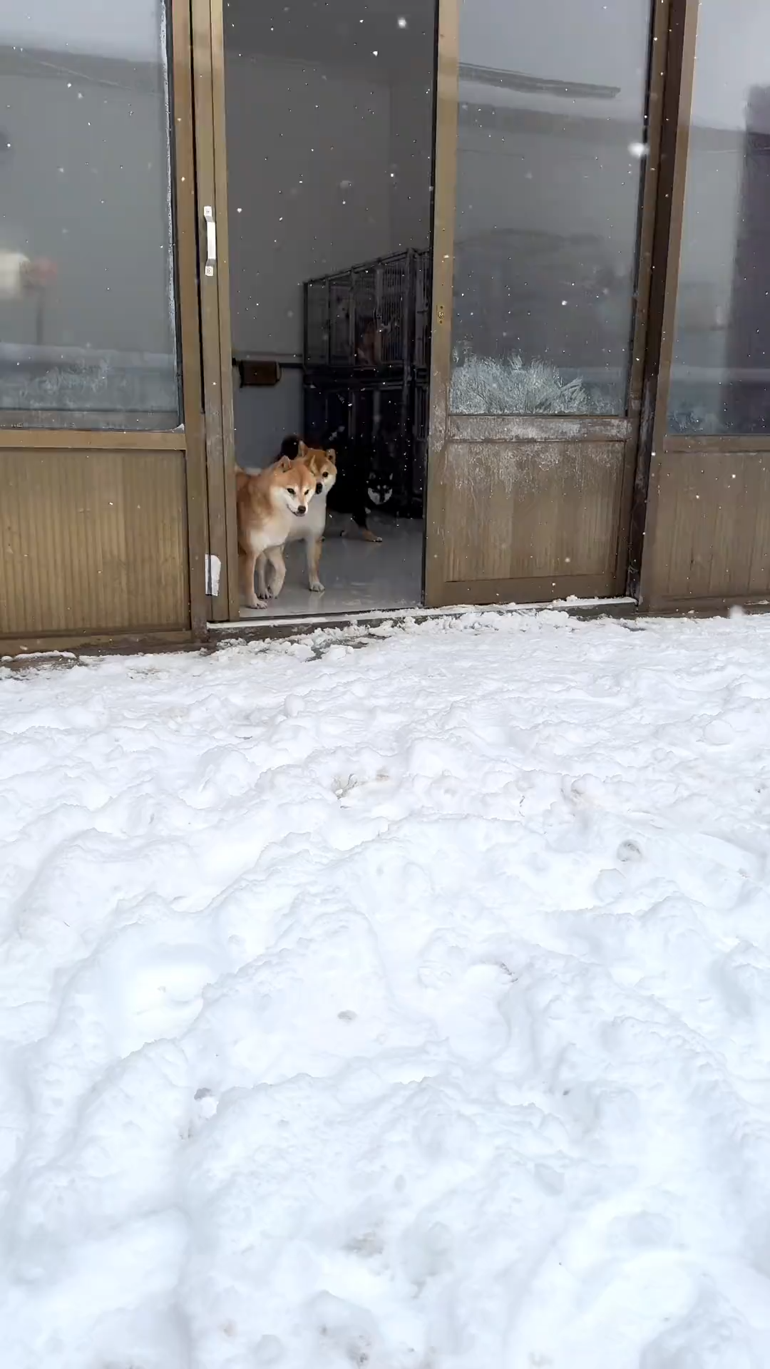 It's snowing. Look how happy they are.