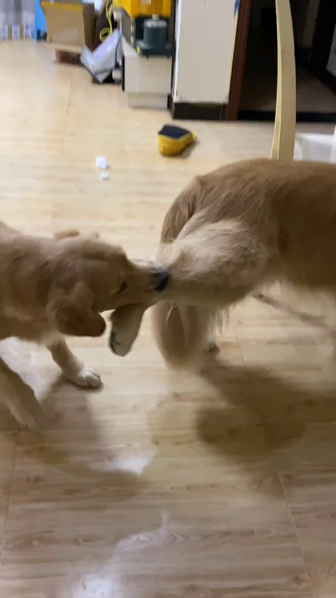 My dog was bullied by my girlfriend and I couldn’t help but laugh out loud. What should I do...