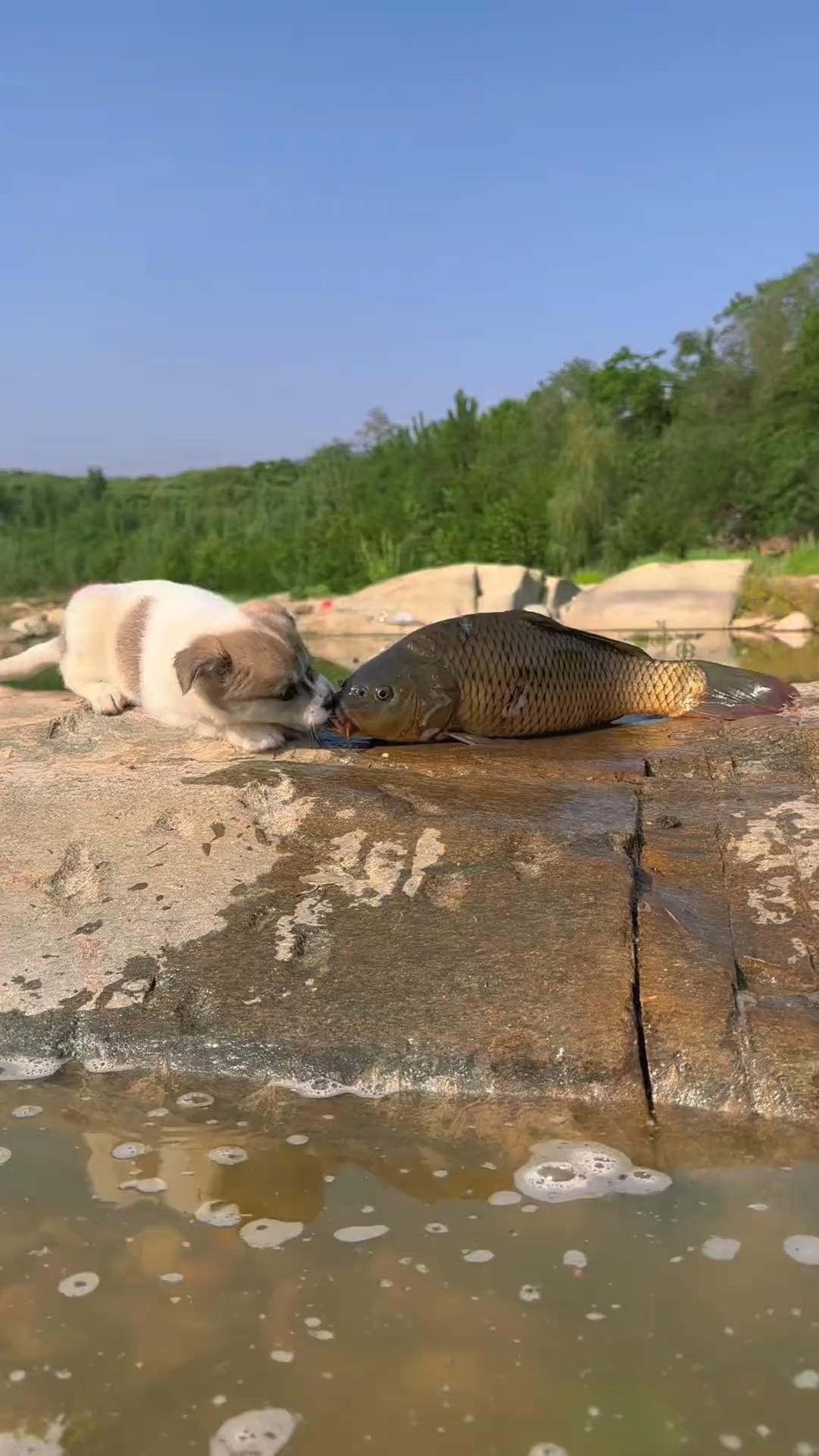 Dog wants to play with fish...