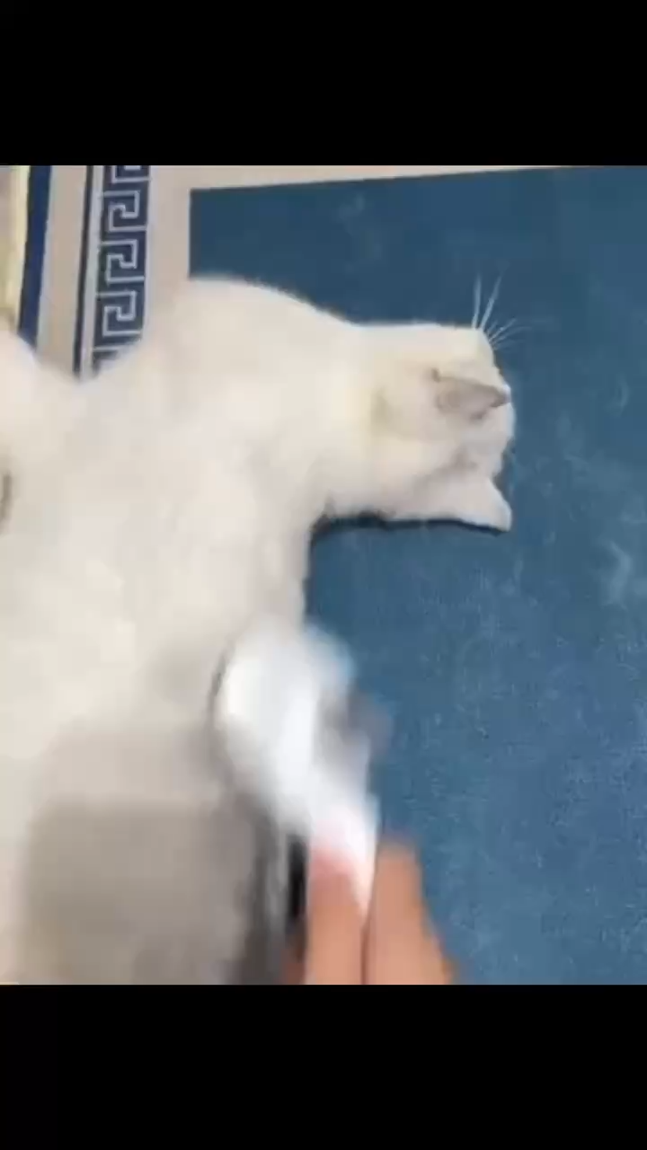 Cat comb