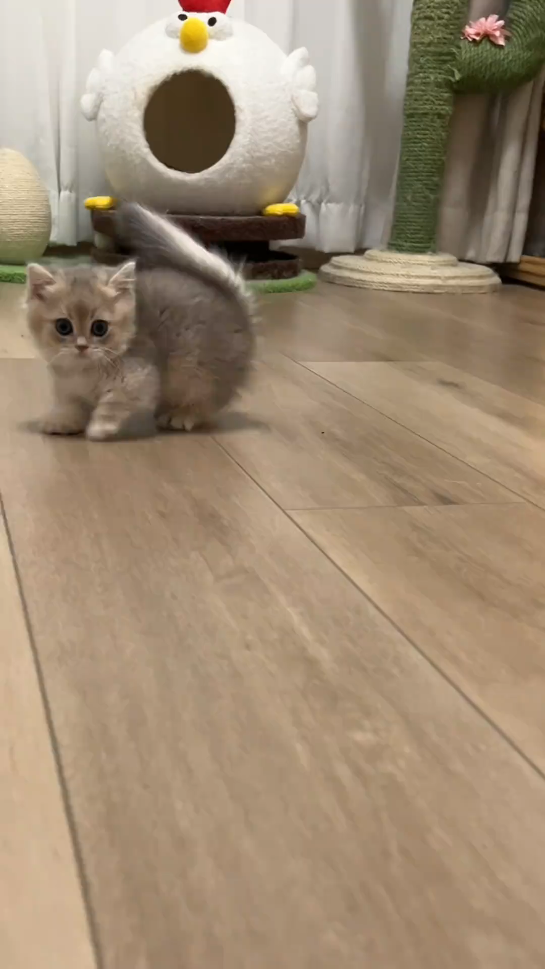 Look! The whistle dance of the short legged kitten is too addictive