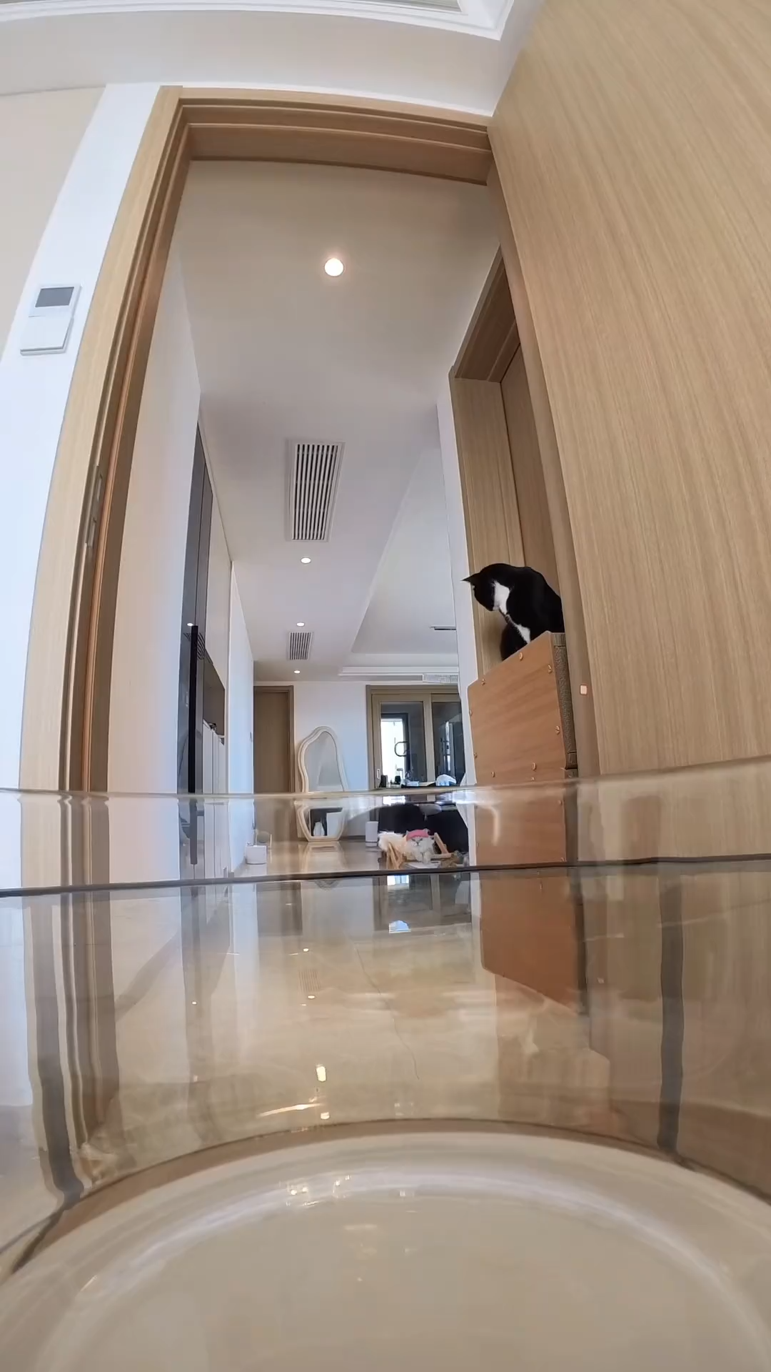 How much fun the kitten eatsHow much fun the kitten eats