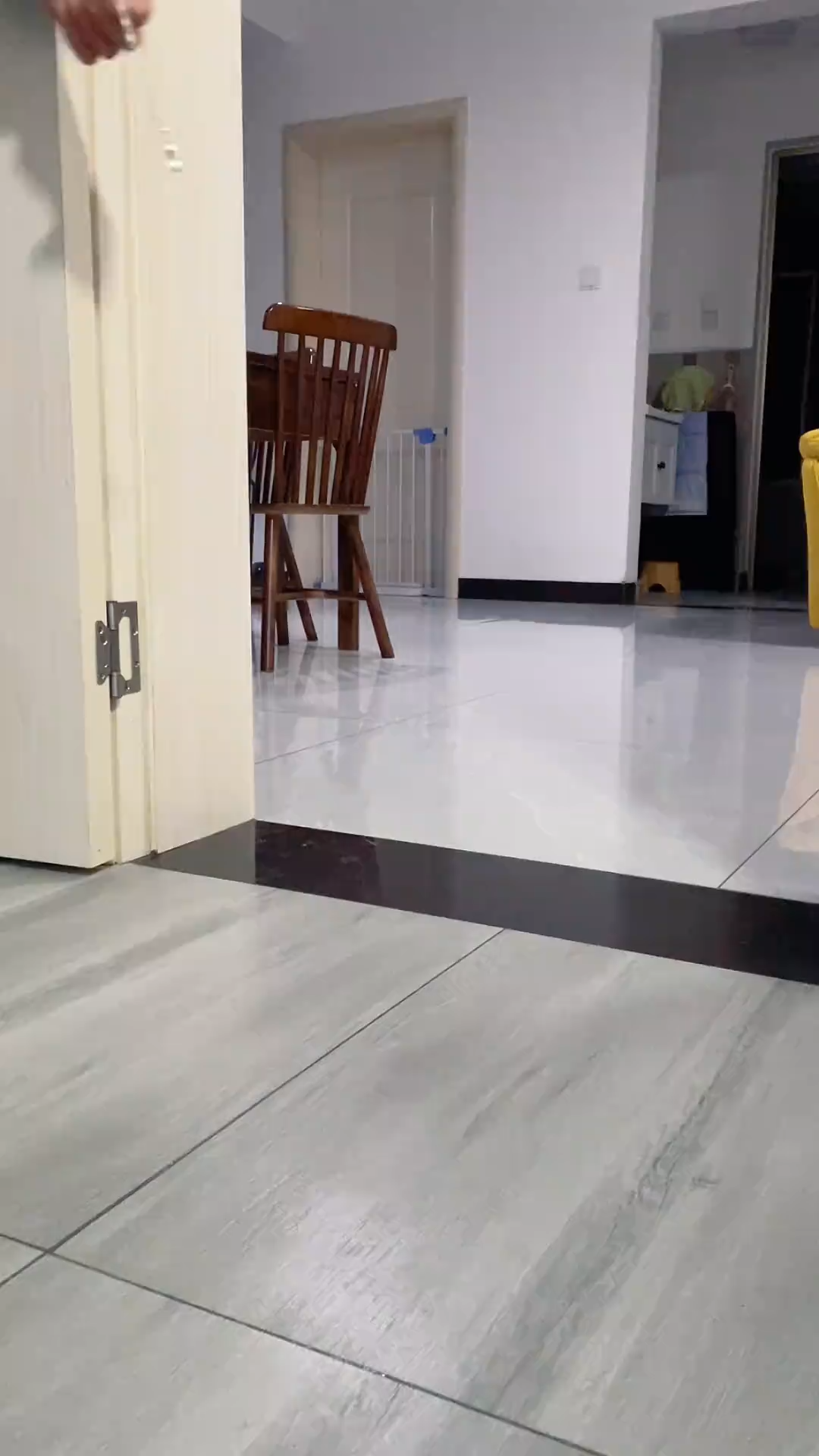 cute dog