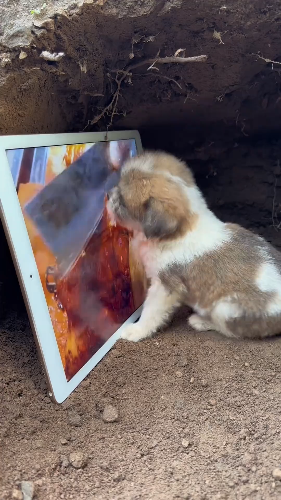 This time the puppy can’t eat the roast duck. He’s really anxious....