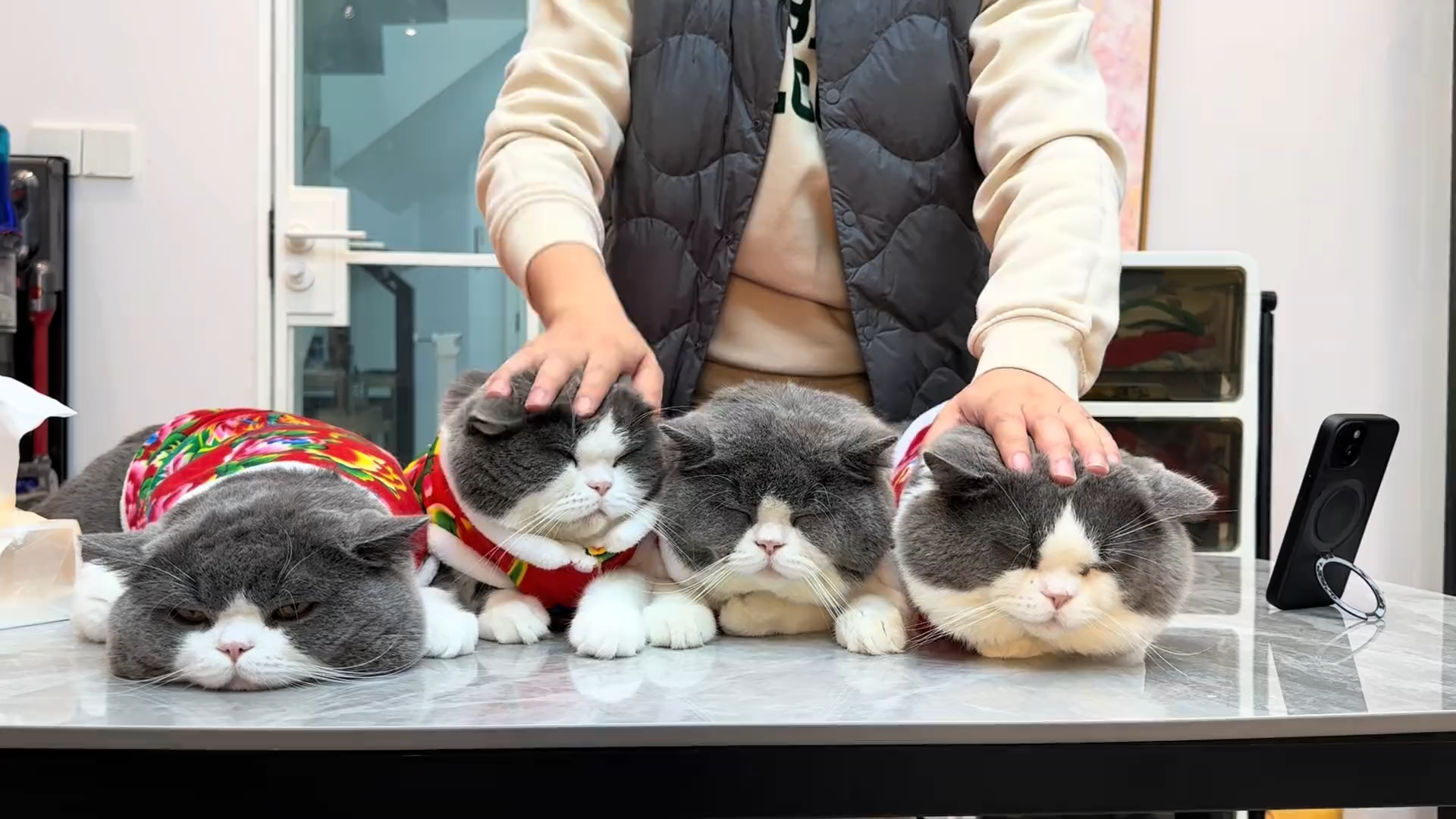 As soon as the prelude sounded, the cat felt sorry