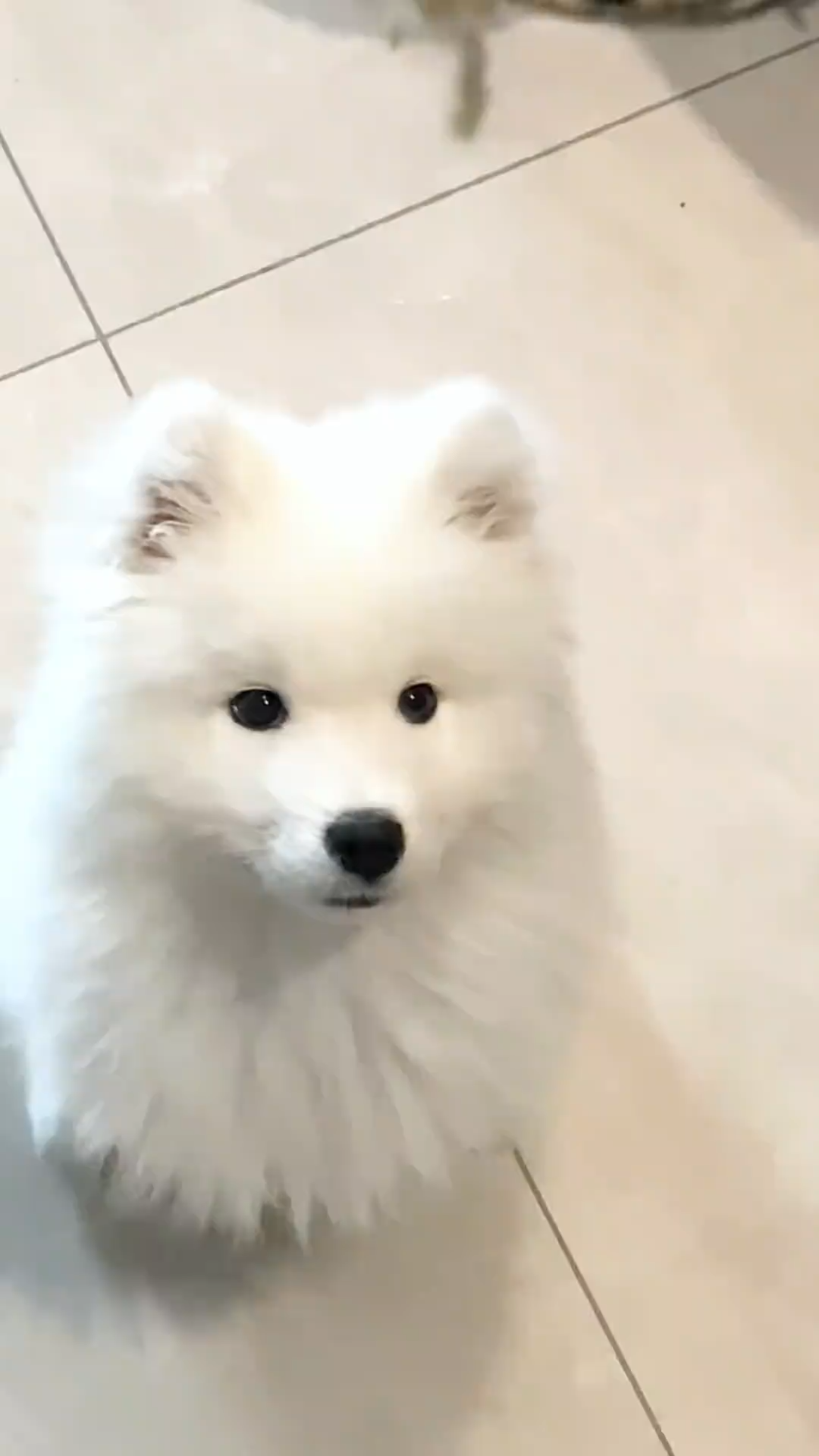 Dogs unlock new skills
