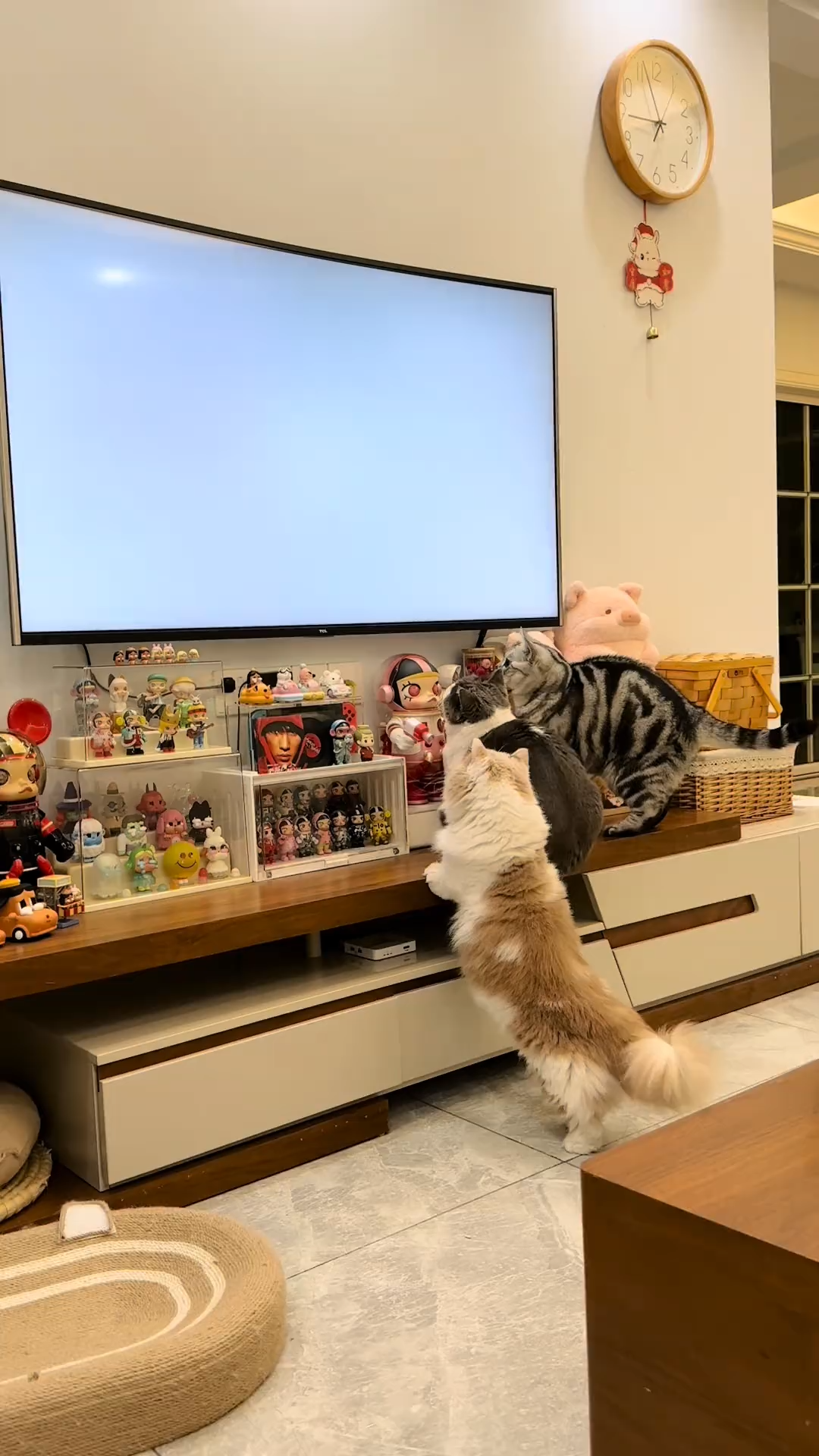 Cartoons for kittens😂